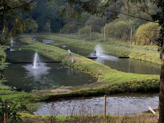 Dambrug