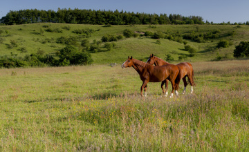 Grassland